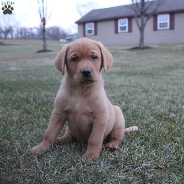 Rex, Fox Red Labrador Retriever Puppy